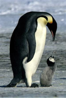 image upload module test page (Penguin 1.png)