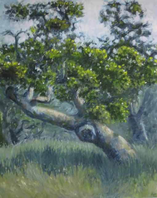 Pogonip Oak